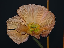 ?？?開花,雄蕊