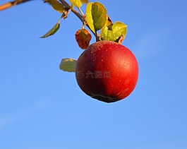 苹果,红色,红苹果