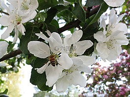 夏季,公園,布魯姆