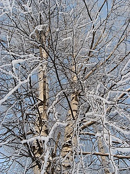 冬季,雪,樹