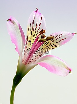 百合,花,花的