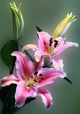 百合,花,花的