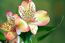 百合,花,花的