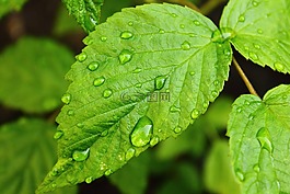 滴水滴,樹莓葉,綠色