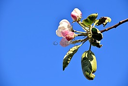 蘋果花,開花,蘋果樹