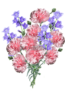 康乃馨,鮮花,藍色