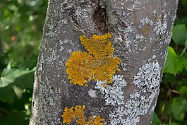 樹(shù),夏天,自然