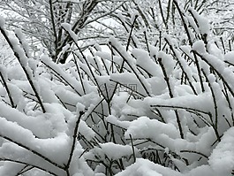雪,分支機(jī)構(gòu),降雪