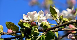 開花,蘋果花,蘋果樹