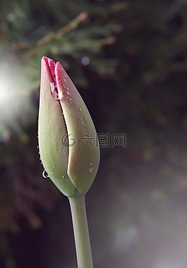 花,郁金香,粉紅色