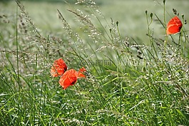 罂粟,klatschmohn,鲜花