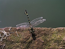 蜻蜓,中國,透明