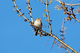 春天,鳥,性質(zhì)