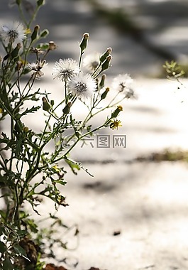 野生花卉,秋,秋天