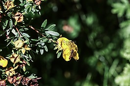 野生花卉,昆蟲,秋
