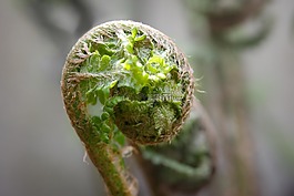 蕨類,年輕,年輕蕨