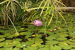花,性質,綠色
