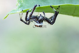 蜘蛛,特寫,甲蟲，昆蟲