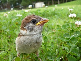 鳥,麻雀,可愛(ài)