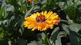 植物區(qū)系,花,自然