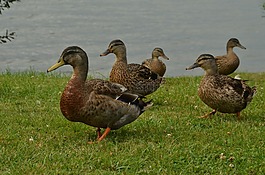 鴨,鳥,水禽