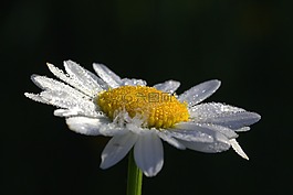 雛菊,茼蒿最大,鮮花