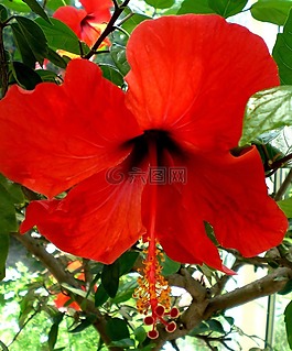 芙蓉,錦葵,棉花糖