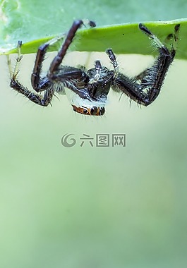 特寫,蜘蛛,甲蟲，昆蟲