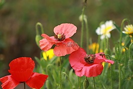 花,紅色,自然