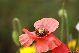 花,紅色,自然