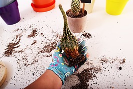 植物,種子,綠色