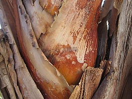 香蕉灌木,木,關(guān)閉