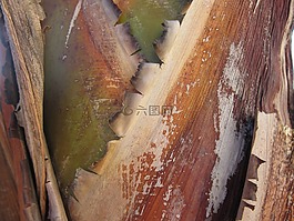 香蕉灌木,木,結(jié)構(gòu)
