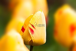 郁金香,百合,性質(zhì)