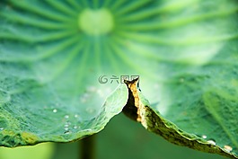 蓮花,自然,綠色