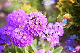 報春花,鼓槌,粉紅色
