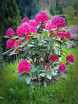 杜鵑,鮮花,植物