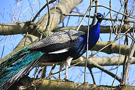 孔雀,動(dòng)物園,鳥