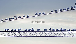 鸟,电线,一天