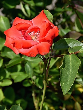 玫瑰,開花,花