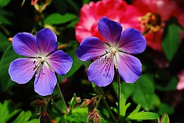 花,鲜花,storchschnabel