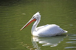 鳥,湖,水
