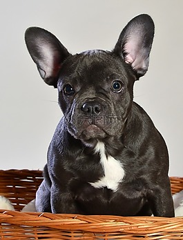 法國斗牛犬,狗,動物