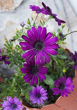 花,紫色,紫色花