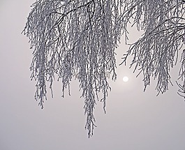 nebelmorgen,霜,冷
