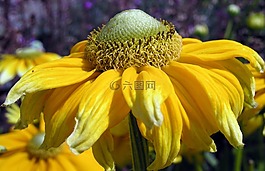 花,自然,植物區(qū)系