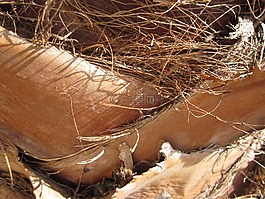 關(guān)閉,棕櫚,木