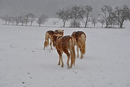 马,haflinger,冬天