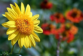 自然,花,植物區(qū)系