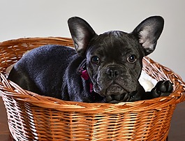 法國斗牛犬,狗,動物